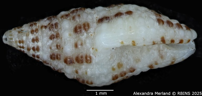 BE-RBINS-INV-MT-3157-Engina-androyensis-pt-L.jpg BE-RBINS-INV-MT-3157-Engina-androyensis-pt-L.jpg