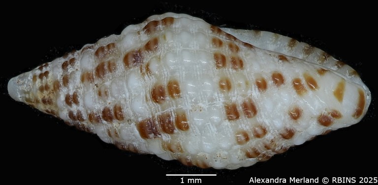 BE-RBINS-INV-MT-3157-Engina-androyensis-pt-L2.jpg BE-RBINS-INV-MT-3157-Engina-androyensis-pt-L2.jpg