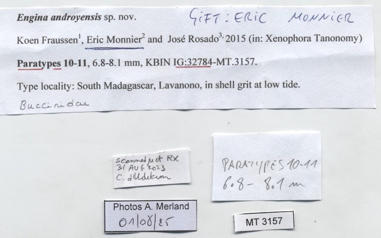BE-RBINS-INV-MT-3157-Engina-androyensis-pt-label.jpg BE-RBINS-INV-MT-3157-Engina-androyensis-pt-label.jpg