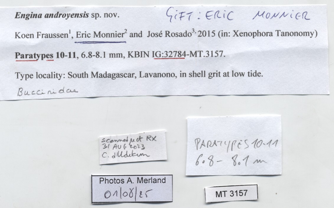 BE-RBINS-INV-MT-3157-Engina-androyensis-pt-label.jpg