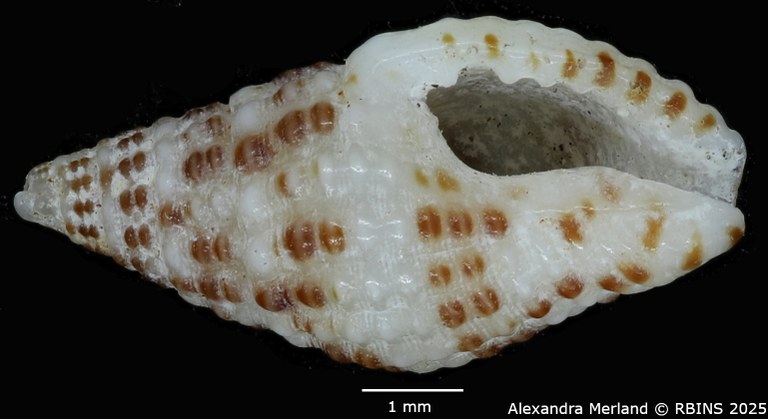 BE-RBINS-INV-MT-3157-Engina-androyensis-pt-V.jpg BE-RBINS-INV-MT-3157-Engina-androyensis-pt-V.jpg