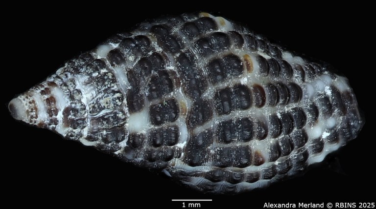 BE-RBINS-INV-MT-2776-Engina-muznoides-ht-D.jpg BE-RBINS-INV-MT-2776-Engina-muznoides-ht-D.jpg
