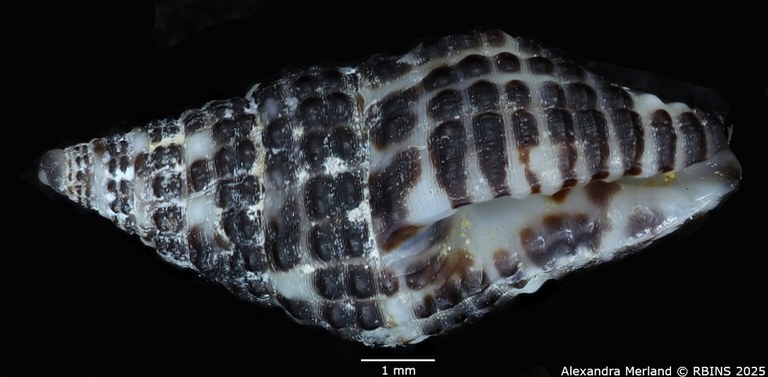 BE-RBINS-INV-MT-2776-Engina-muznoides-ht-L.jpg BE-RBINS-INV-MT-2776-Engina-muznoides-ht-L.jpg
