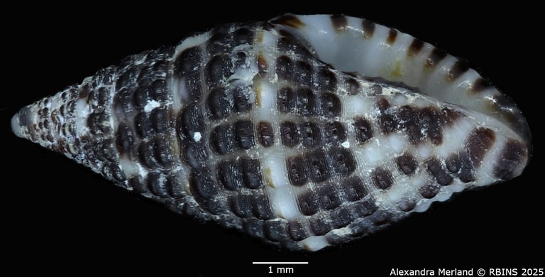 BE-RBINS-INV-MT-2776-Engina-muznoides-ht-L2.jpg BE-RBINS-INV-MT-2776-Engina-muznoides-ht-L2.jpg