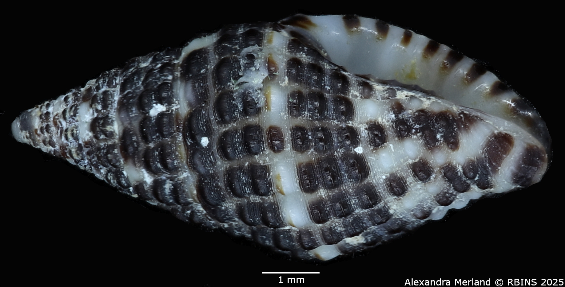 BE-RBINS-INV-MT-2776-Engina-muznoides-ht-L2.jpg