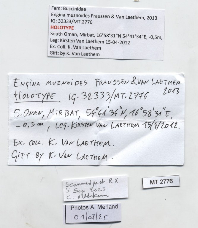 BE-RBINS-INV-MT-2776-Engina-muznoides-ht-label.jpg BE-RBINS-INV-MT-2776-Engina-muznoides-ht-label.jpg