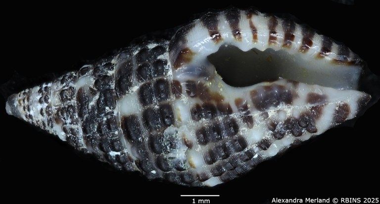BE-RBINS-INV-MT-2776-Engina-muznoides-ht-V.jpg BE-RBINS-INV-MT-2776-Engina-muznoides-ht-V.jpg