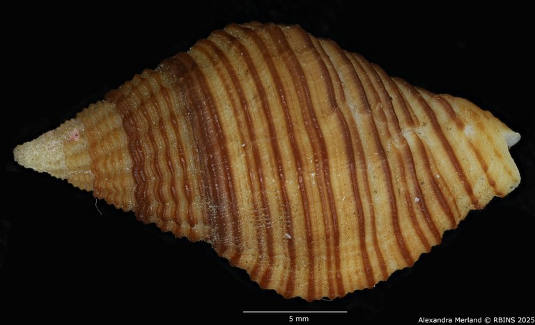 BE-RBINS-INV-MT-2832-Pollia-krauseri-pt-D.jpg BE-RBINS-INV-MT-2832-Pollia-krauseri-pt-D.jpg