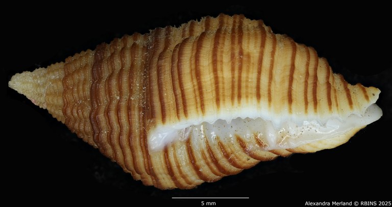 BE-RBINS-INV-MT-2832-Pollia-krauseri-pt-L.jpg BE-RBINS-INV-MT-2832-Pollia-krauseri-pt-L.jpg