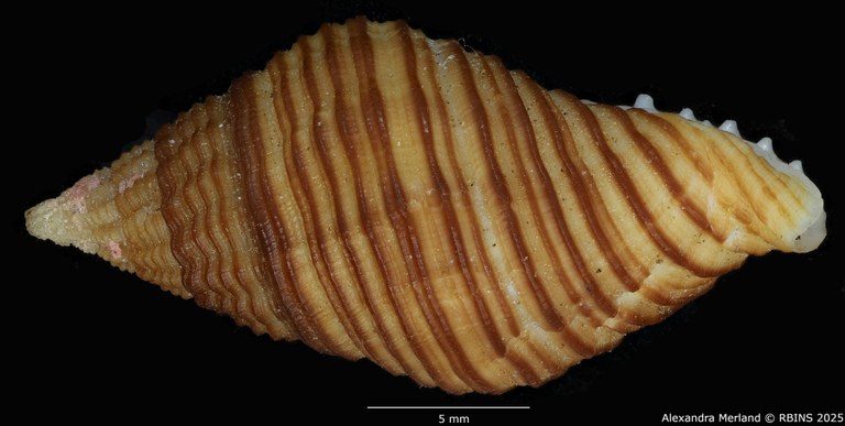 BE-RBINS-INV-MT-2832-Pollia-krauseri-pt-L2.jpg BE-RBINS-INV-MT-2832-Pollia-krauseri-pt-L2.jpg