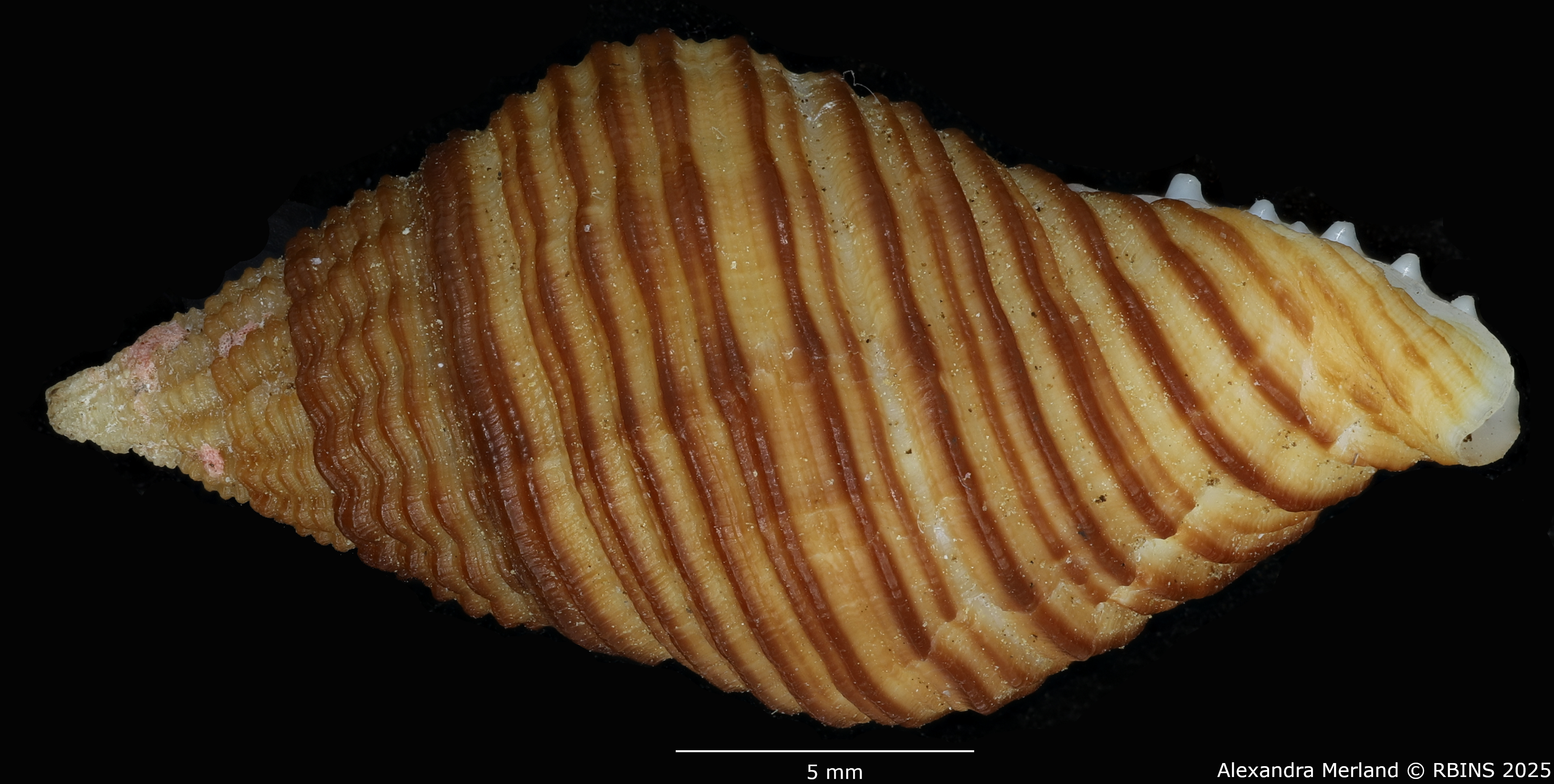 BE-RBINS-INV-MT-2832-Pollia-krauseri-pt-L2.jpg