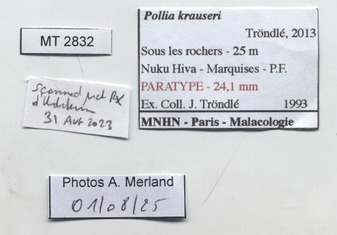 BE-RBINS-INV-MT-2832-Pollia-krauseri-pt-label.jpg BE-RBINS-INV-MT-2832-Pollia-krauseri-pt-label.jpg