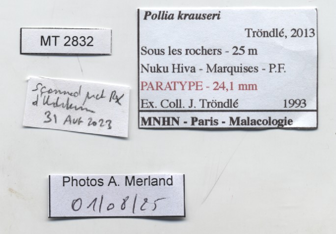 BE-RBINS-INV-MT-2832-Pollia-krauseri-pt-label.jpg