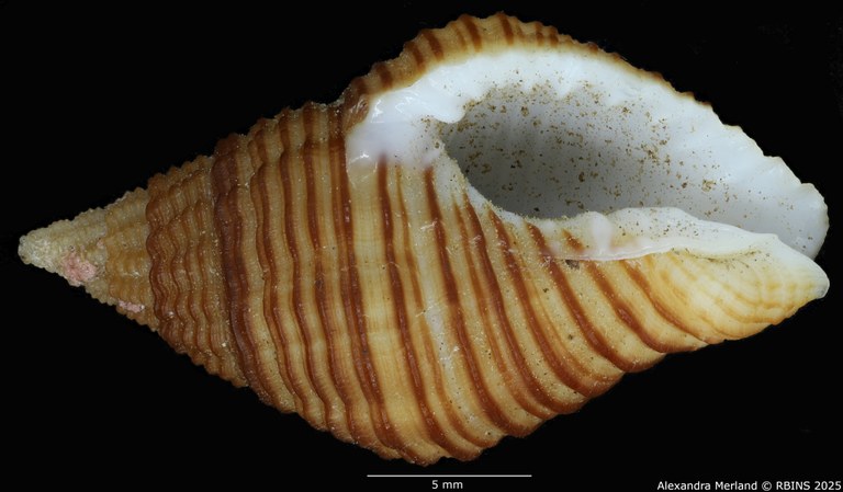 BE-RBINS-INV-MT-2832-Pollia-krauseri-pt-V.jpg BE-RBINS-INV-MT-2832-Pollia-krauseri-pt-V.jpg