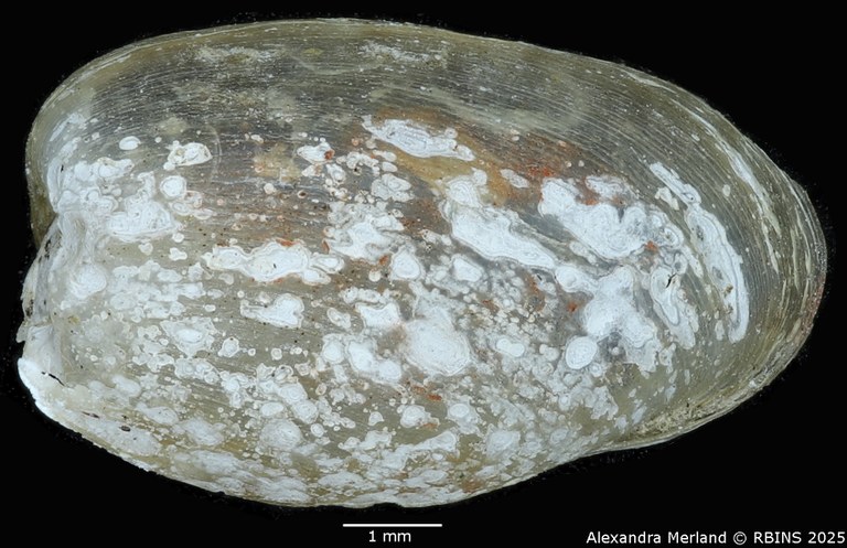 BE-RBINS-INV-MT-3798-Ameria leopoldi-st-D.jpg BE-RBINS-INV-MT-3798-Ameria leopoldi-st-D.jpg