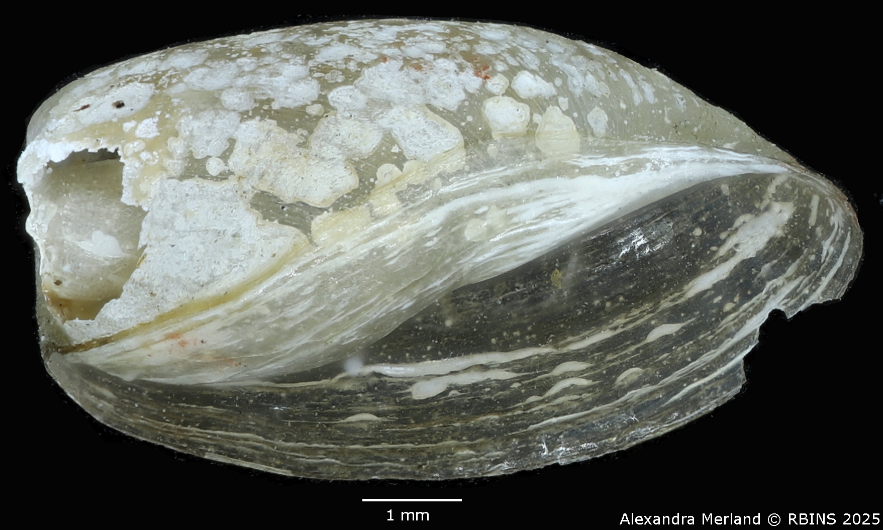 BE-RBINS-INV-MT-3798-Ameria leopoldi-st-L.jpg
