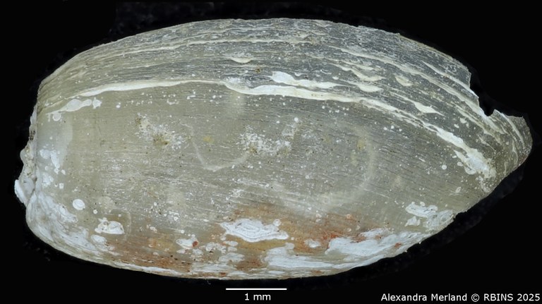 BE-RBINS-INV-MT-3798-Ameria leopoldi-st-L2.jpg BE-RBINS-INV-MT-3798-Ameria leopoldi-st-L2.jpg