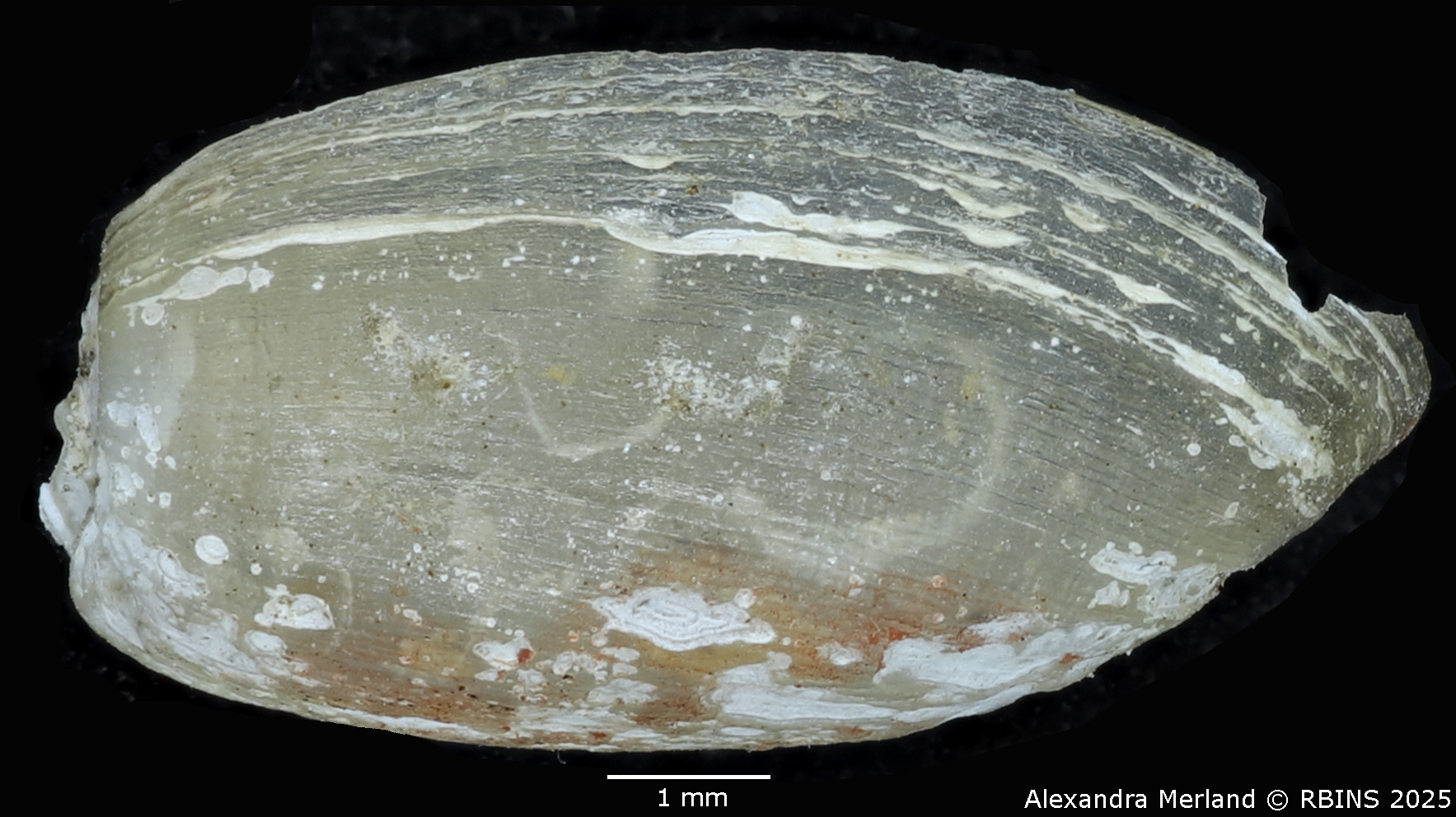 BE-RBINS-INV-MT-3798-Ameria leopoldi-st-L2.jpg