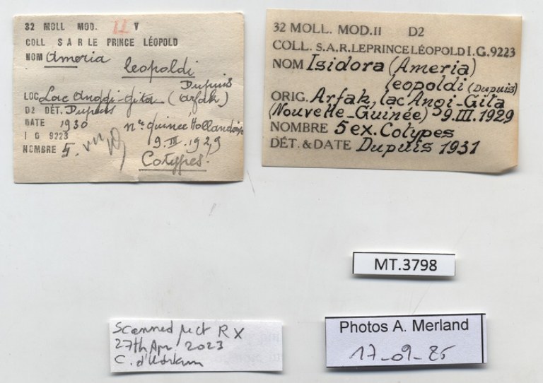 BE-RBINS-INV-MT-3798-Ameria leopoldi-st-label.jpg BE-RBINS-INV-MT-3798-Ameria leopoldi-st-label.jpg