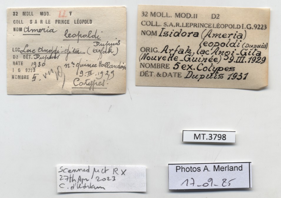 BE-RBINS-INV-MT-3798-Ameria leopoldi-st-label.jpg