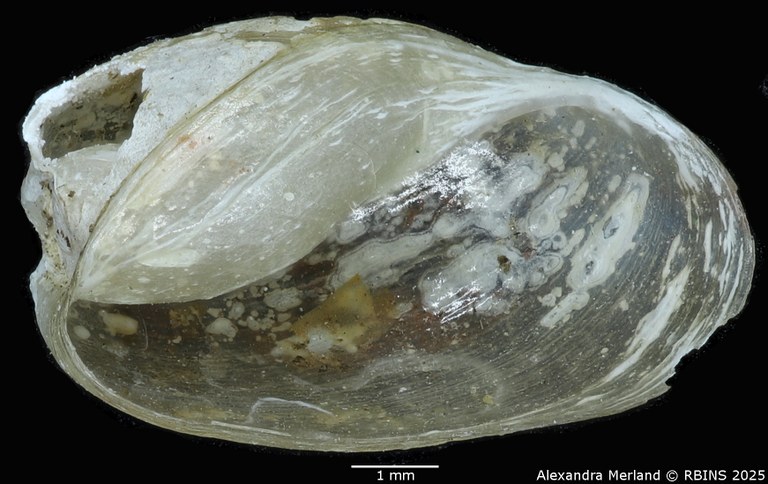 BE-RBINS-INV-MT-3798-Ameria leopoldi-st-V.jpg BE-RBINS-INV-MT-3798-Ameria leopoldi-st-V.jpg