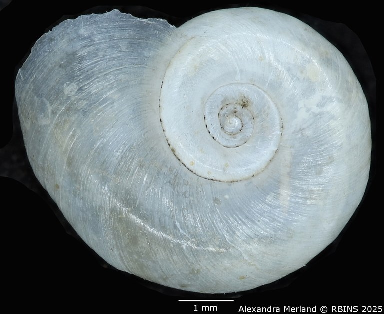 BE-RBINS-INV-MT-136-Biomphalaria-elegans-pt-D.jpg BE-RBINS-INV-MT-136-Biomphalaria-elegans-pt-D.jpg