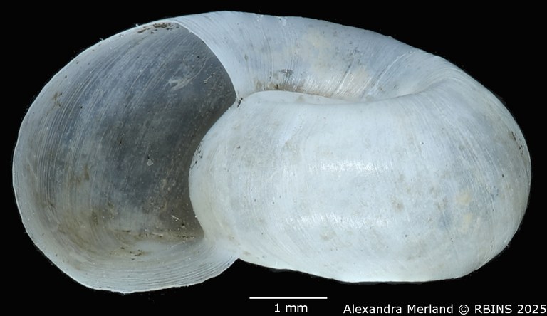 BE-RBINS-INV-MT-136-Biomphalaria-elegans-pt-L.jpg BE-RBINS-INV-MT-136-Biomphalaria-elegans-pt-L.jpg