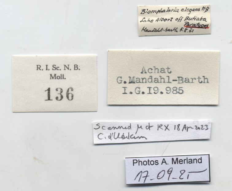 BE-RBINS-INV-MT-136-Biomphalaria-elegans-pt-label.jpg BE-RBINS-INV-MT-136-Biomphalaria-elegans-pt-label.jpg