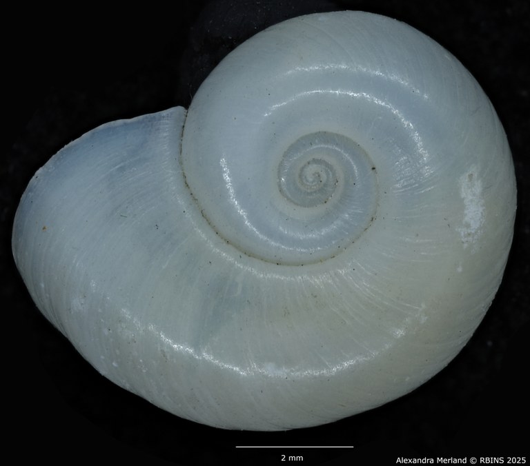 BE-RBINS-INV-MT-3228-Biomphalaria-smithi-st-D.jpg