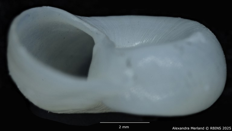 BE-RBINS-INV-MT-3228-Biomphalaria-smithi-st-L.jpg