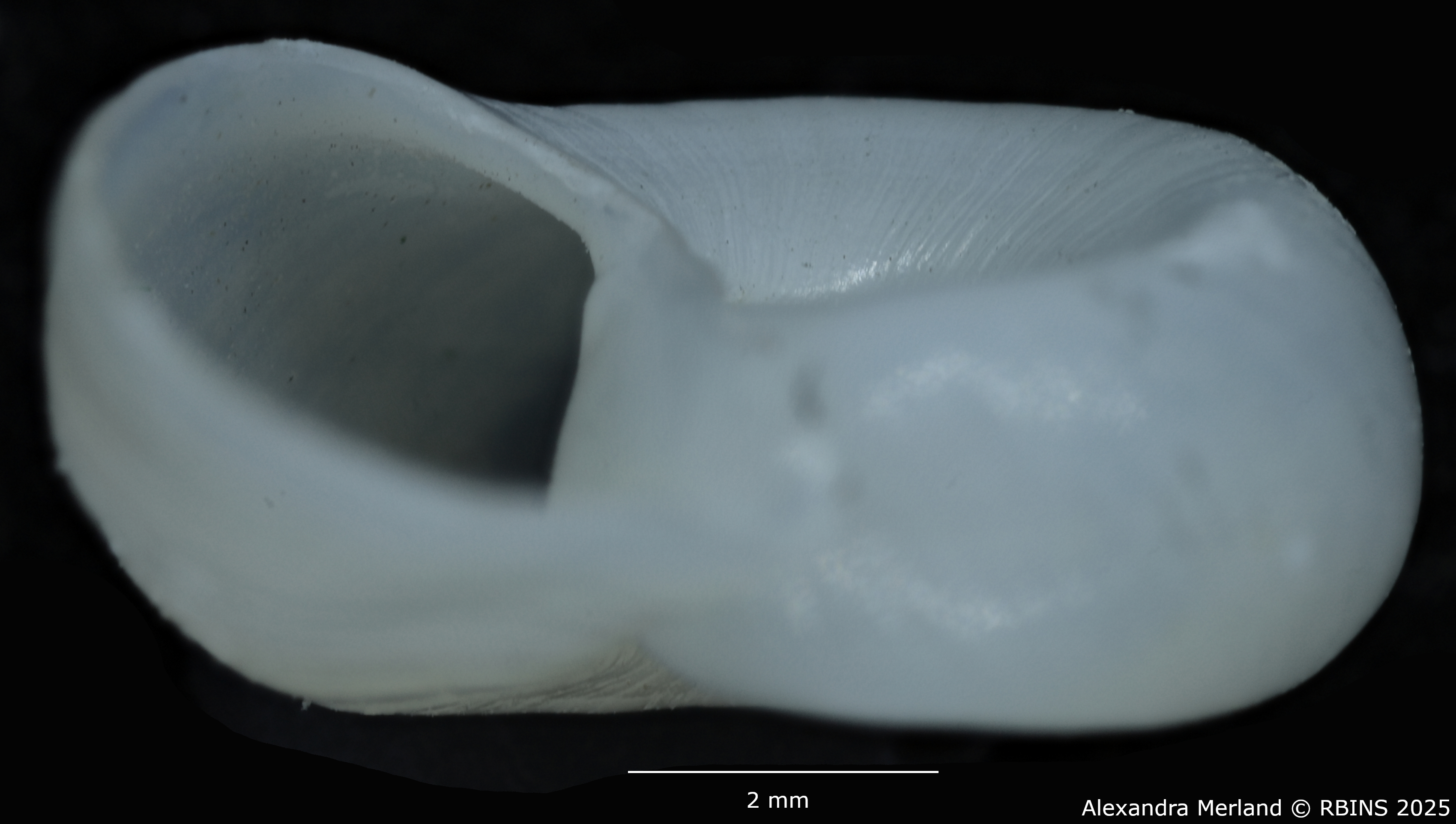BE-RBINS-INV-MT-3228-Biomphalaria-smithi-st-L.jpg