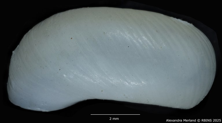 BE-RBINS-INV-MT-3228-Biomphalaria-smithi-st-L2.jpg
