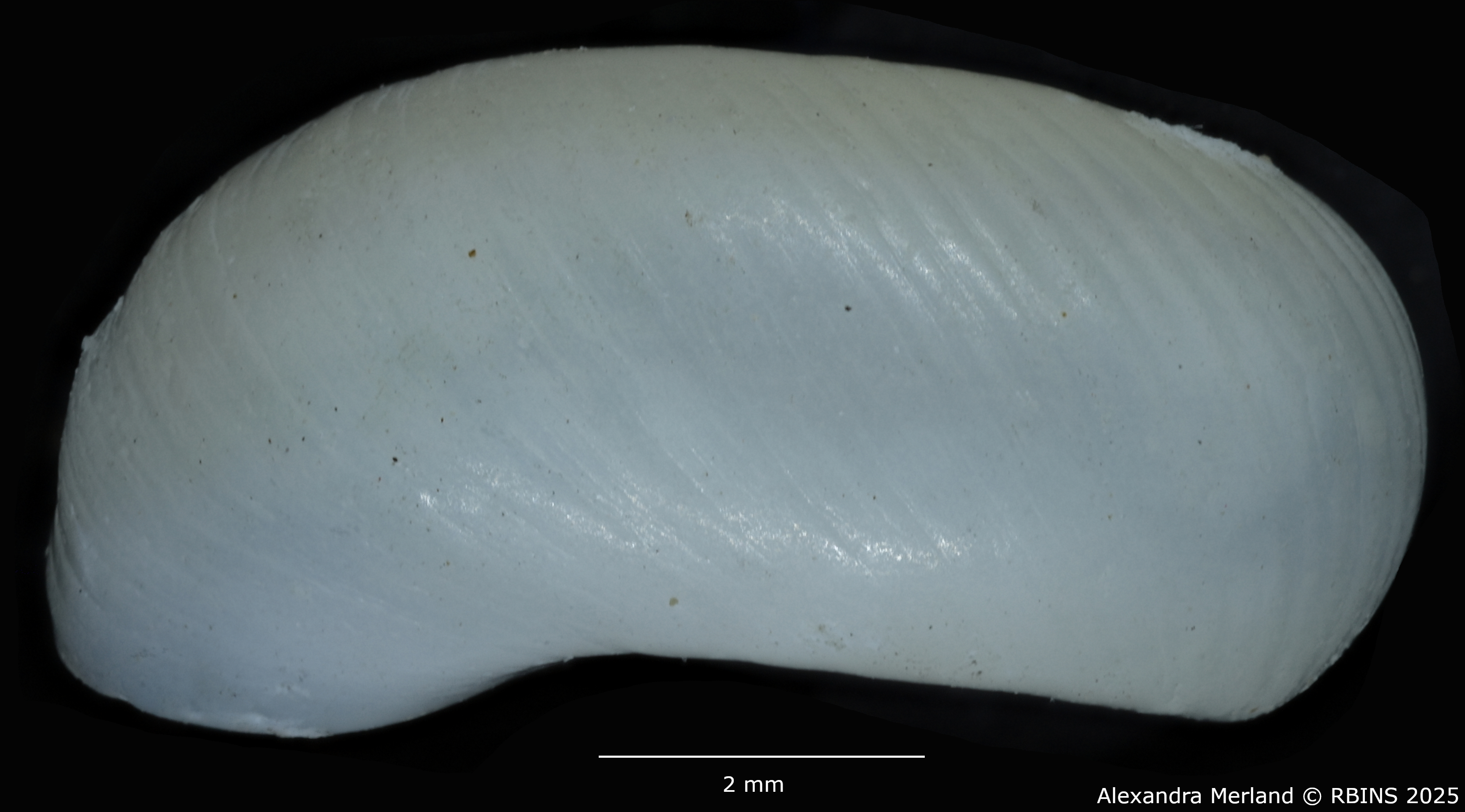 BE-RBINS-INV-MT-3228-Biomphalaria-smithi-st-L2.jpg