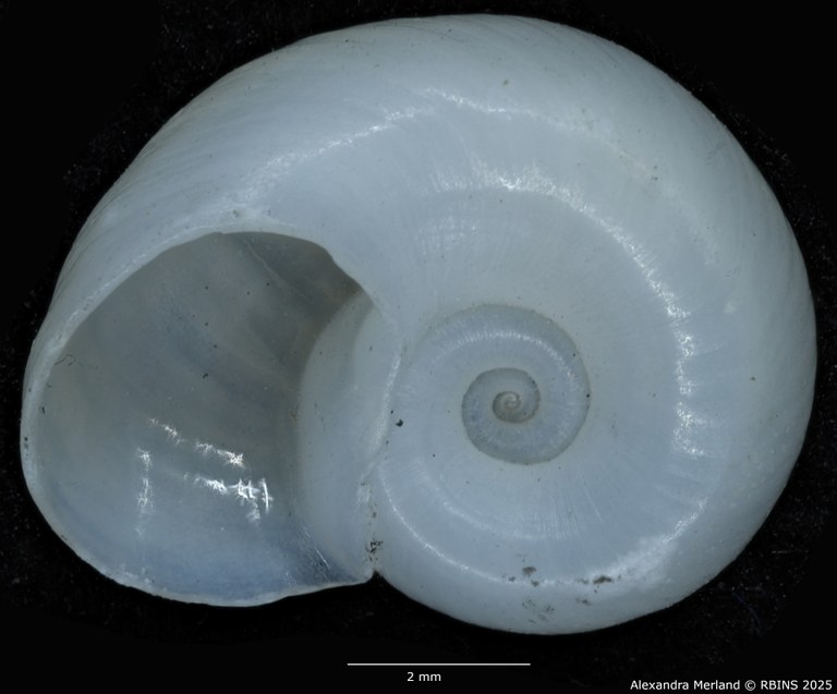 BE-RBINS-INV-MT-3228-Biomphalaria-smithi-st-V.jpg