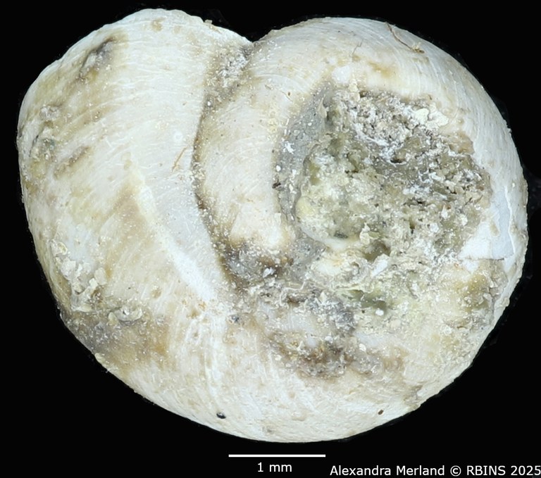 BE-RBINS-INV-MT-4273-Gyraulus-bequaerti-ht-D.jpg BE-RBINS-INV-MT-4273-Gyraulus-bequaerti-ht-D.jpg