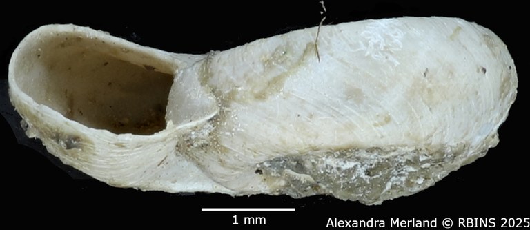 BE-RBINS-INV-MT-4273-Gyraulus-bequaerti-ht-L.jpg BE-RBINS-INV-MT-4273-Gyraulus-bequaerti-ht-L.jpg