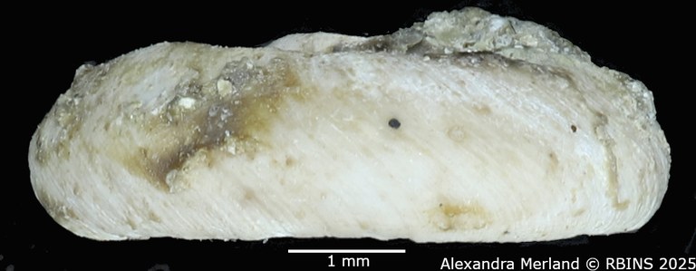 BE-RBINS-INV-MT-4273-Gyraulus-bequaerti-ht-L2.jpg BE-RBINS-INV-MT-4273-Gyraulus-bequaerti-ht-L2.jpg
