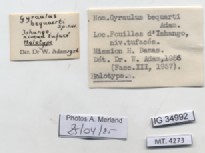BE-RBINS-INV-MT-4273-Gyraulus-bequaerti-ht-label.jpg
