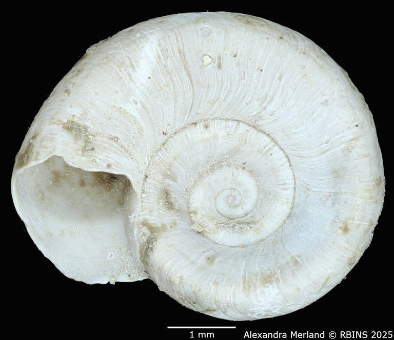 BE-RBINS-INV-MT-4273-Gyraulus-bequaerti-ht-V.jpg BE-RBINS-INV-MT-4273-Gyraulus-bequaerti-ht-V.jpg