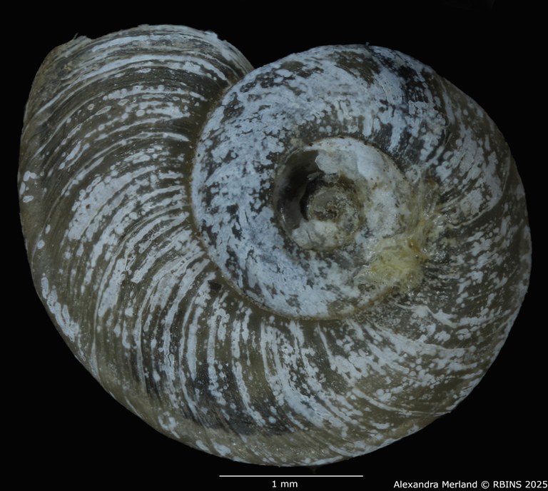 BE-RBINS-INV-MT-3774-Gyraulus-faini-pt-D.jpg BE-RBINS-INV-MT-3774-Gyraulus-faini-pt-D.jpg