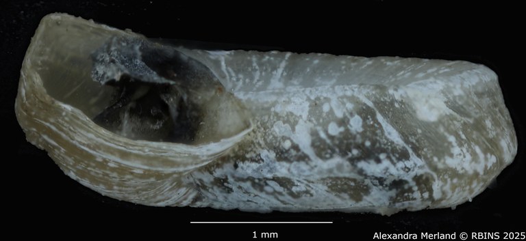 BE-RBINS-INV-MT-3774-Gyraulus-faini-pt-L.jpg BE-RBINS-INV-MT-3774-Gyraulus-faini-pt-L.jpg