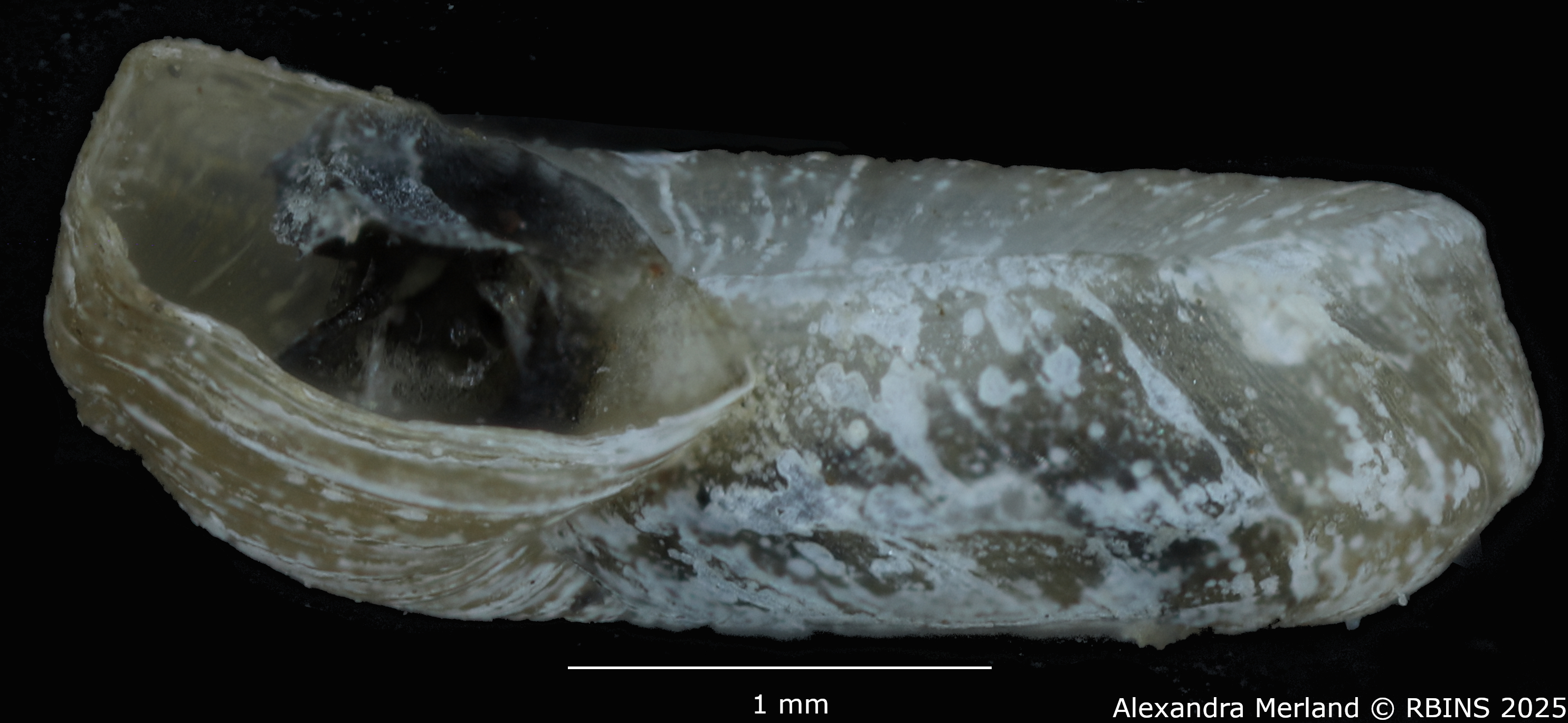 BE-RBINS-INV-MT-3774-Gyraulus-faini-pt-L.jpg
