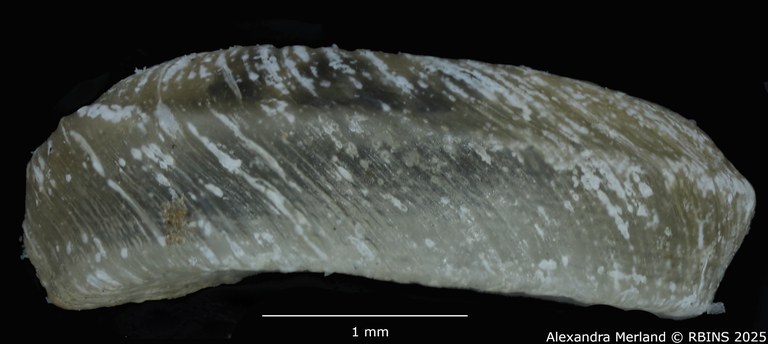 BE-RBINS-INV-MT-3774-Gyraulus-faini-pt-L2.jpg BE-RBINS-INV-MT-3774-Gyraulus-faini-pt-L2.jpg