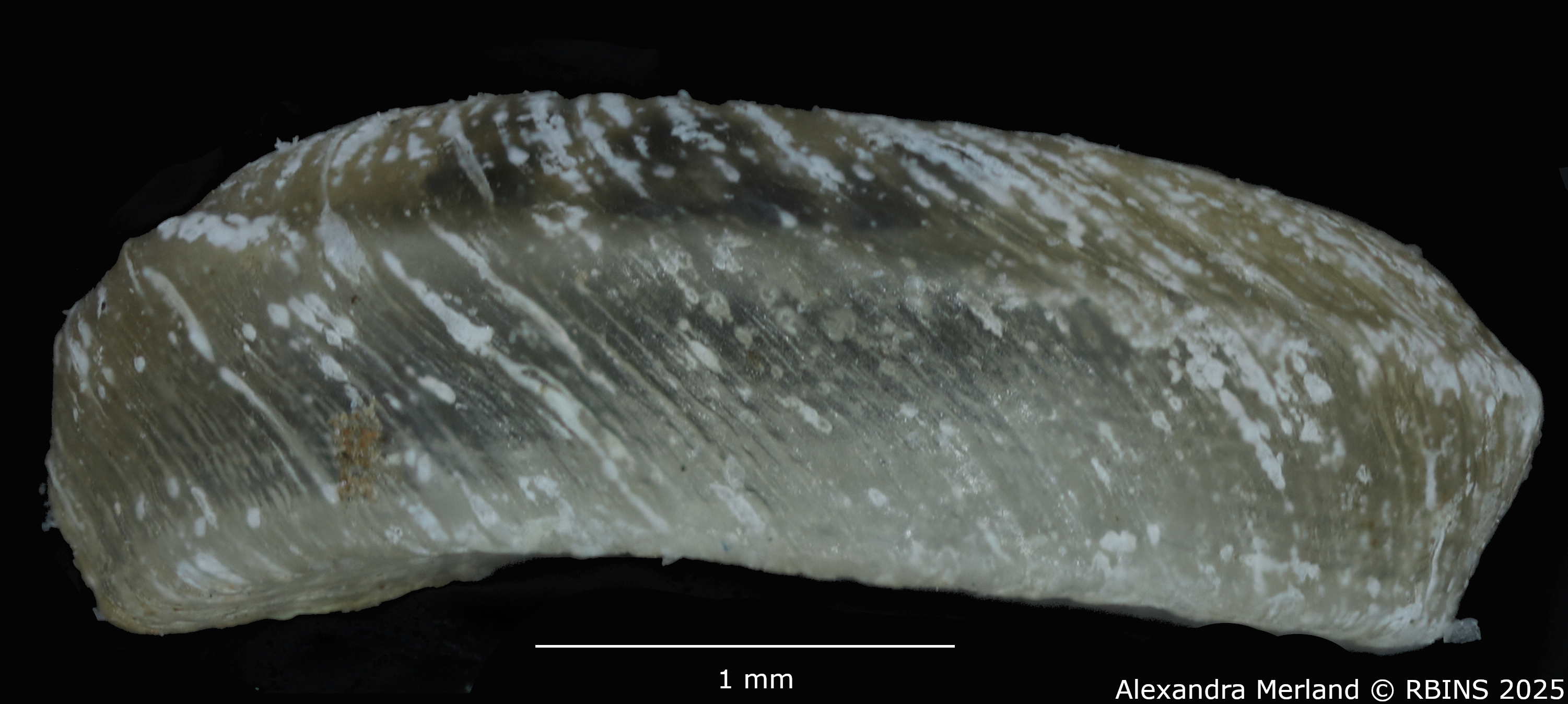 BE-RBINS-INV-MT-3774-Gyraulus-faini-pt-L2.jpg