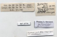 BE-RBINS-INV-MT-3774-Gyraulus-faini-pt-label.jpg BE-RBINS-INV-MT-3774-Gyraulus-faini-pt-label.jpg