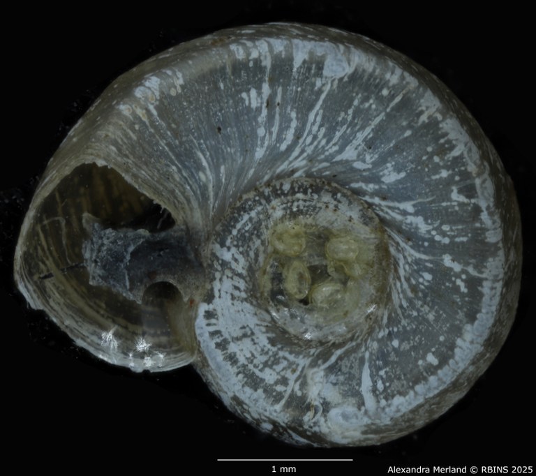 BE-RBINS-INV-MT-3774-Gyraulus-faini-pt-V.jpg BE-RBINS-INV-MT-3774-Gyraulus-faini-pt-V.jpg