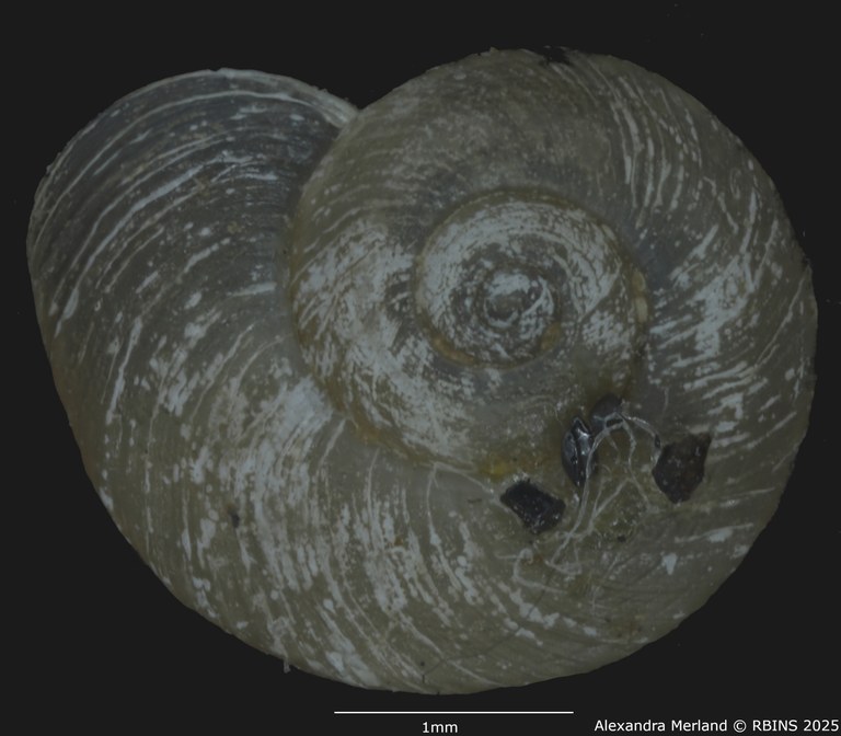 BE-RBINS-INV-MT-2634-Gyraulus-faini-ht-D.jpg BE-RBINS-INV-MT-2634-Gyraulus-faini-ht-D.jpg