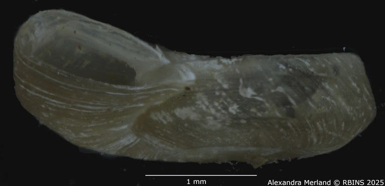 BE-RBINS-INV-MT-2634-Gyraulus-faini-ht-L.jpg BE-RBINS-INV-MT-2634-Gyraulus-faini-ht-L.jpg