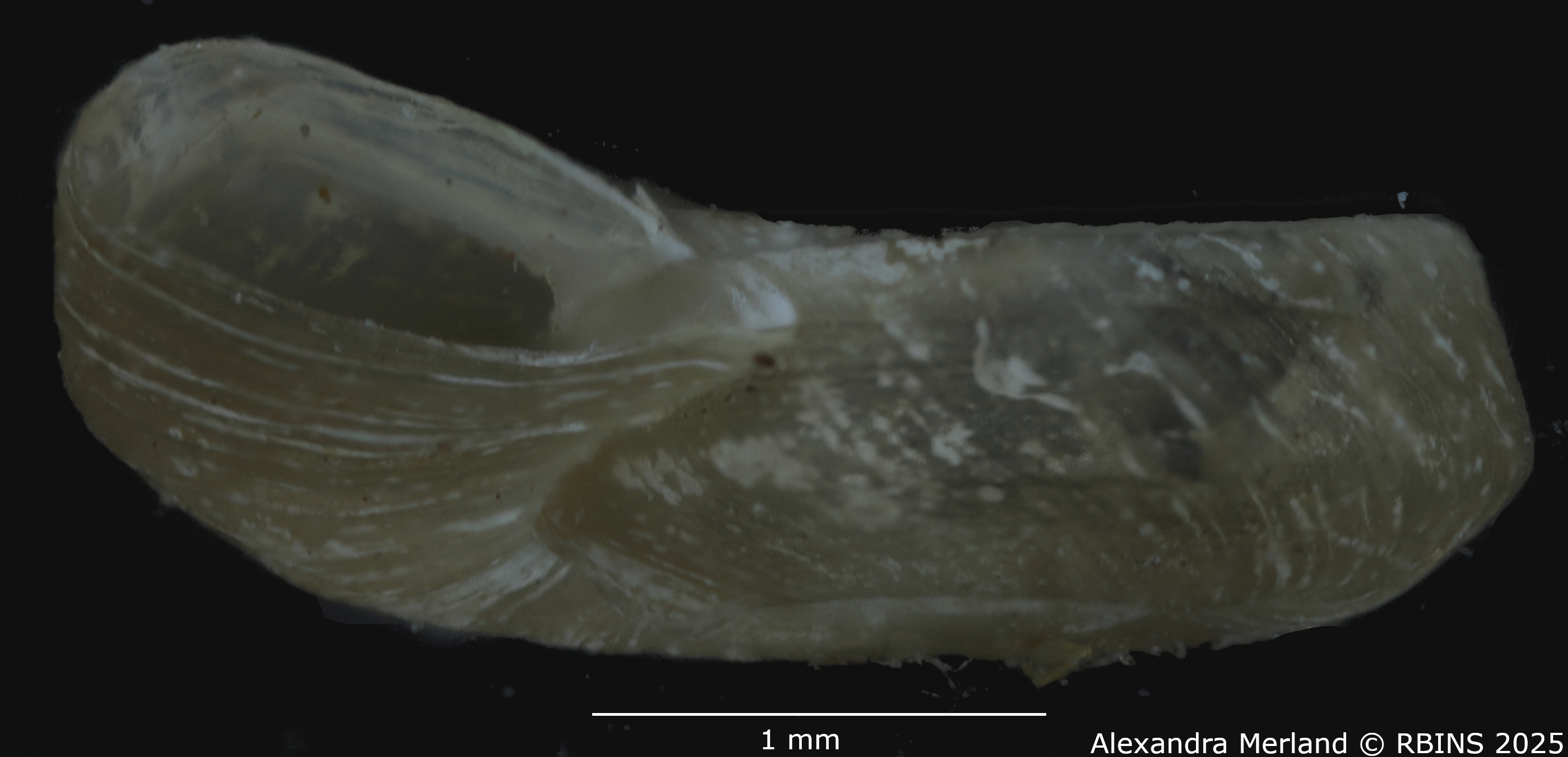 BE-RBINS-INV-MT-2634-Gyraulus-faini-ht-L.jpg
