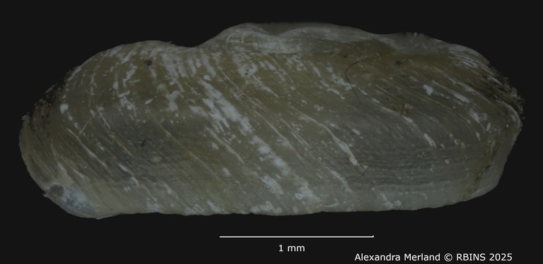 BE-RBINS-INV-MT-2634-Gyraulus-faini-ht-L2.jpg BE-RBINS-INV-MT-2634-Gyraulus-faini-ht-L2.jpg
